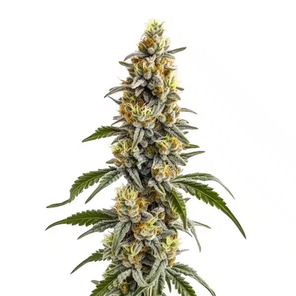 Harlequin x Bubba Kush Regular-image