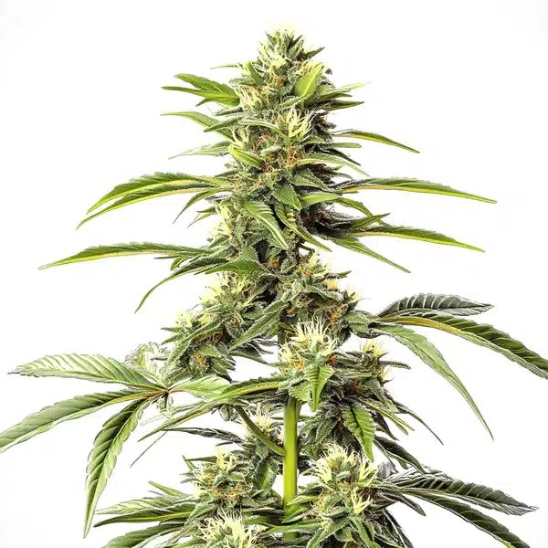 Hash Passion Regular-image