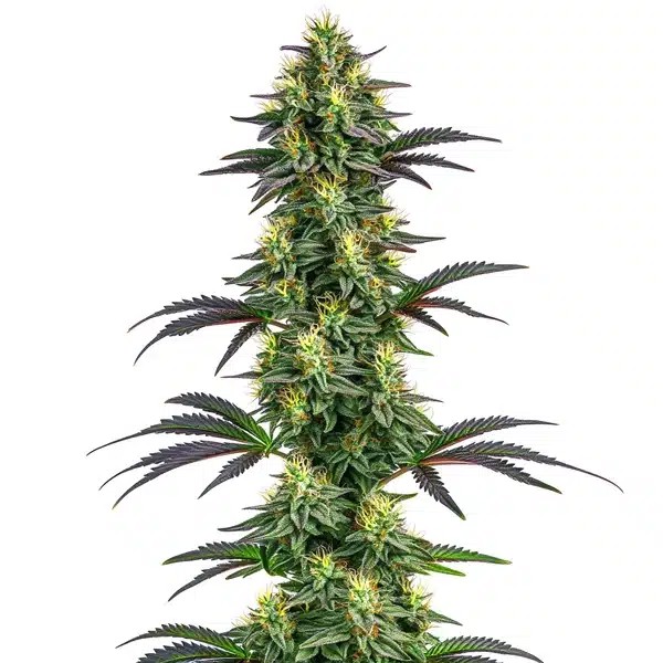Hawaii x Purple Skunk-image