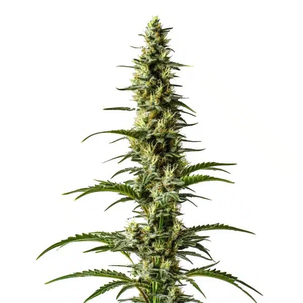 Hawaii x Purple Skunk Regular-image