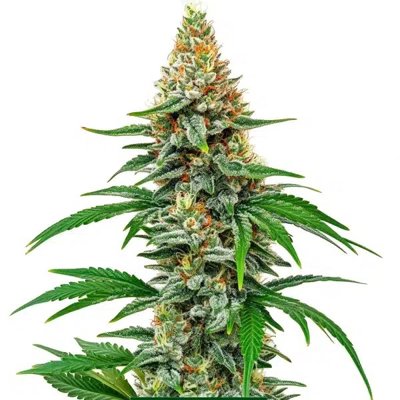 Hawaiian Snow