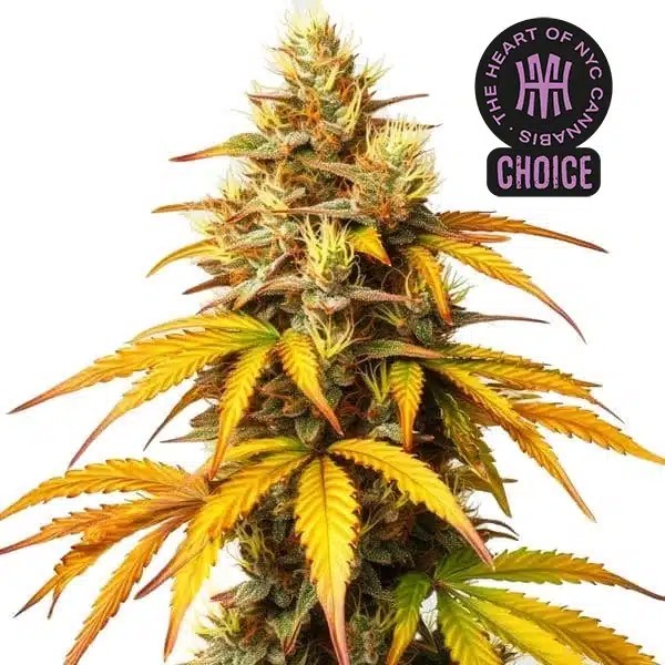 HellFire OG HMC Edition-image