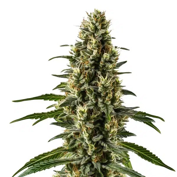 Herijuana-image