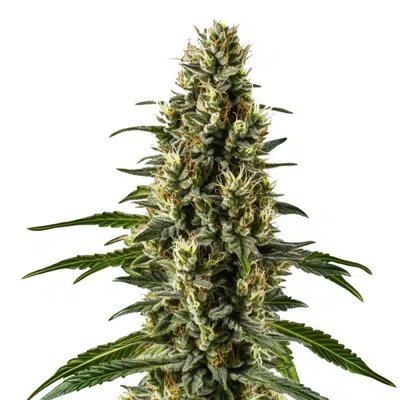 Herijuana