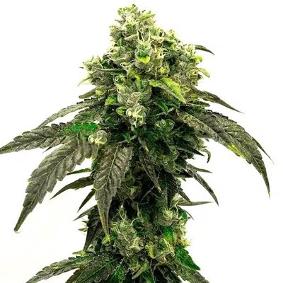 Hindu Kush
