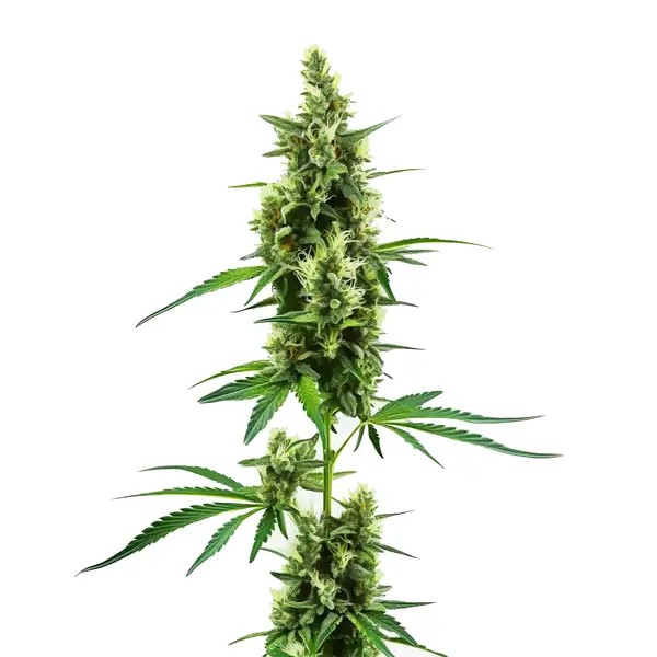 Hindu Kush Regular-image