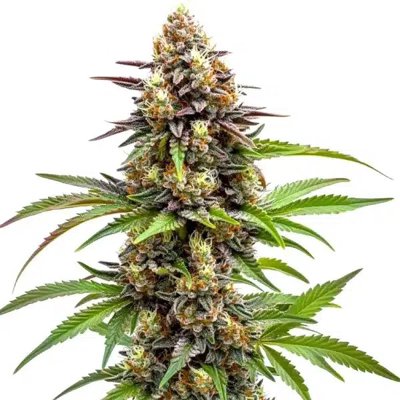 Ice Cream x SFV OG