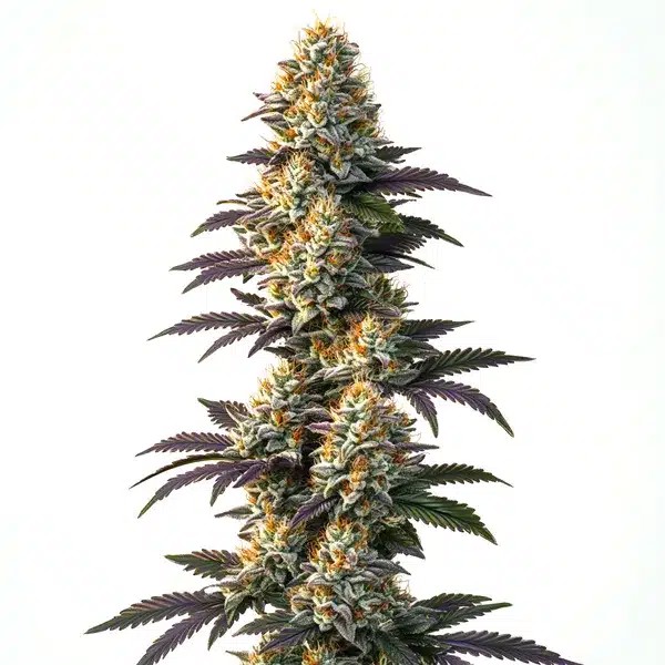 Infinity CBD-image