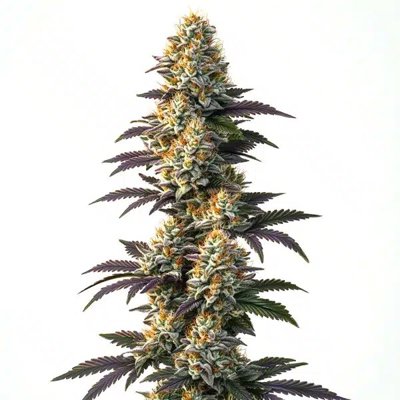 Infinity CBD