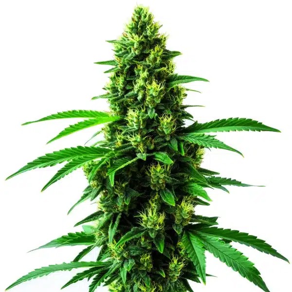 Irish Cream-image