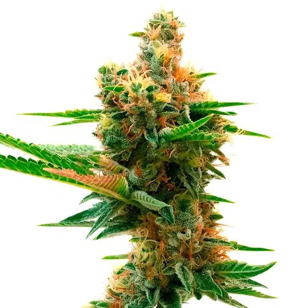 Island Sweet Skunk-image