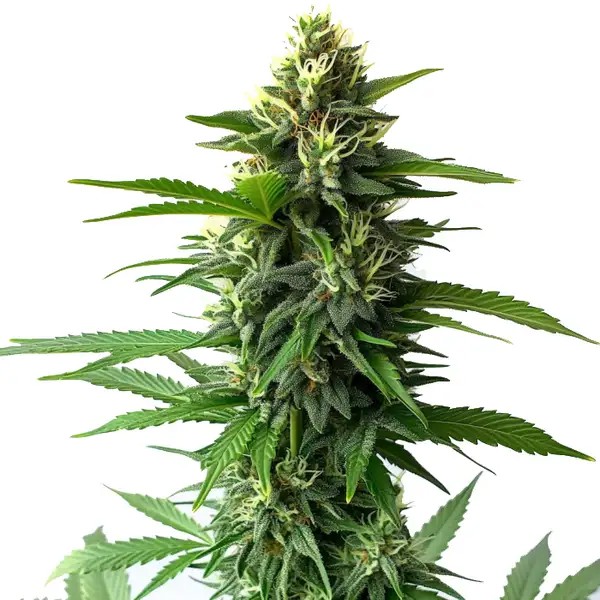 Jack Herer-image