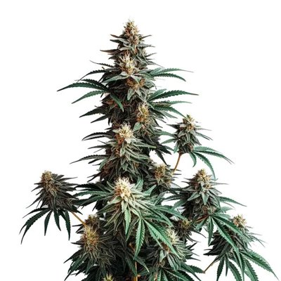 Jack Herer Fast Version