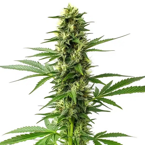 Jack Herer Regular-image