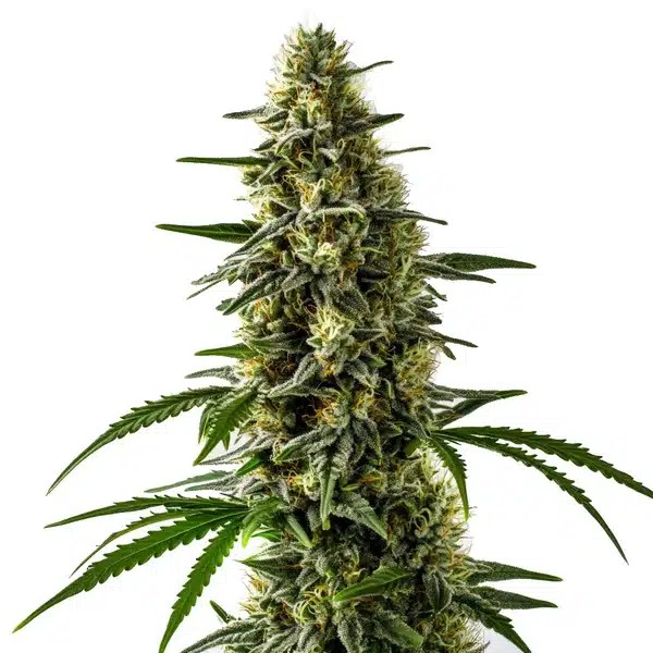 Jack Herer x Skunk-image
