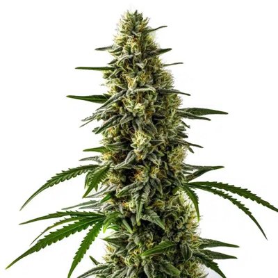 Jack Herer x Skunk