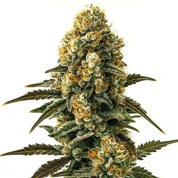 Jilly Bean Regular-image