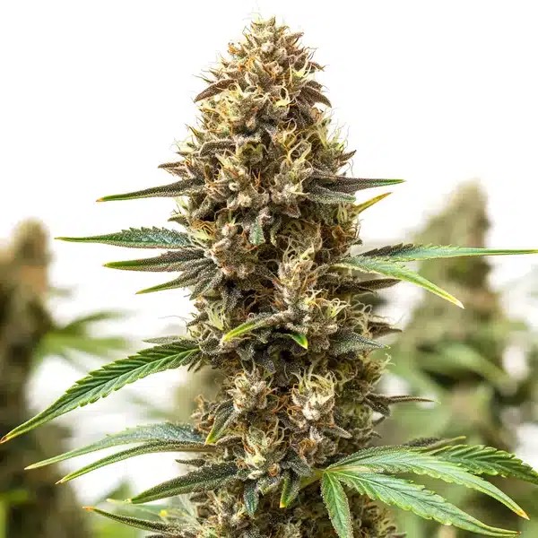 Jony Pot x Pineapple Sherbet Regular-image