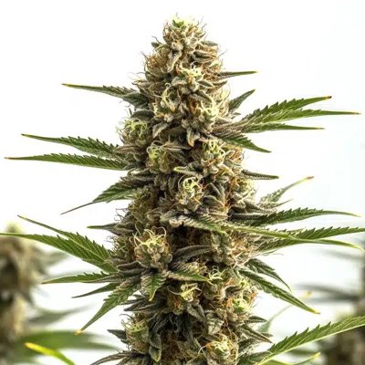Jungle Wreck