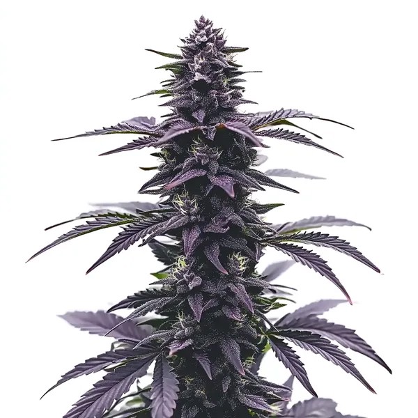 Key Lime Jack-image