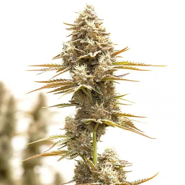 Kosher Kush x Tangie Regular-image