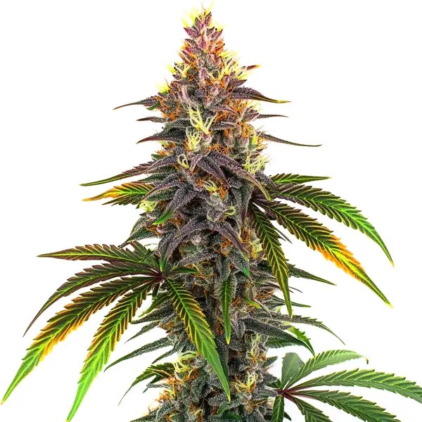 Kush Mints-image