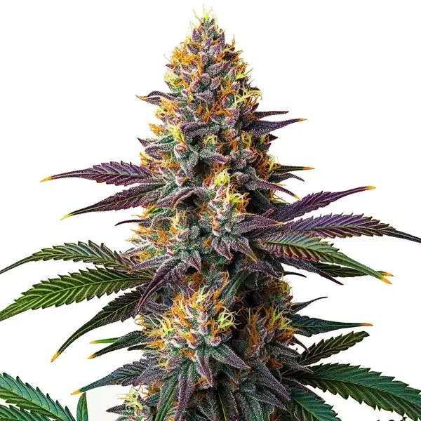 Kush Mints Fast Version-image