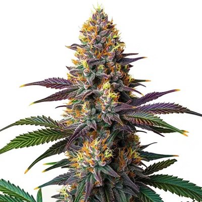 Kush Mints Fast Version
