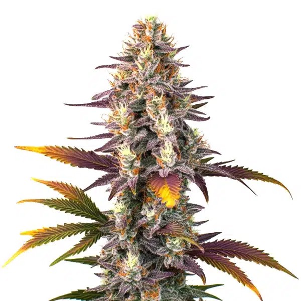 Kush Mints Regular-image