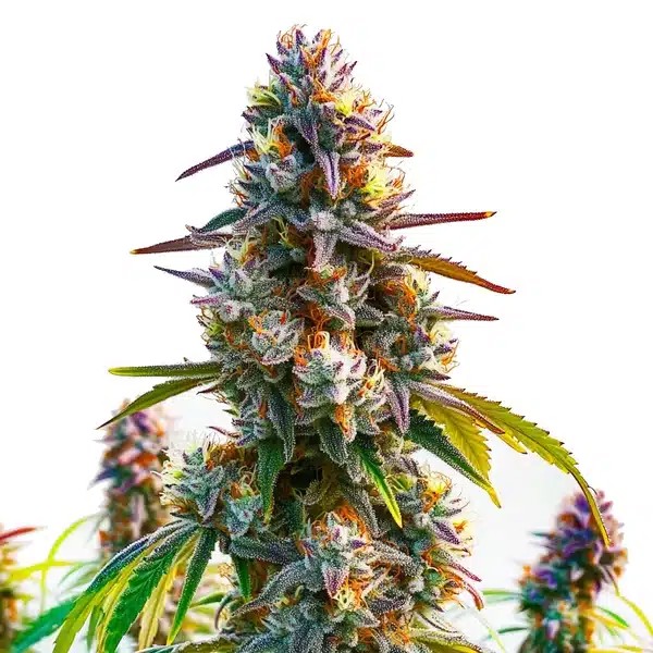 LA Confidential-image