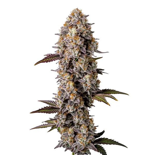 Lemon Cherry Gelato-image