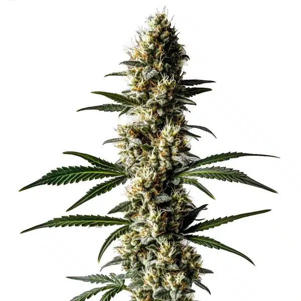 Lemon Diesel-image