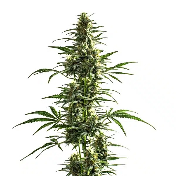 Lemon Haze Diesel-image