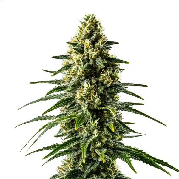 Lemon Haze Fast Version-image
