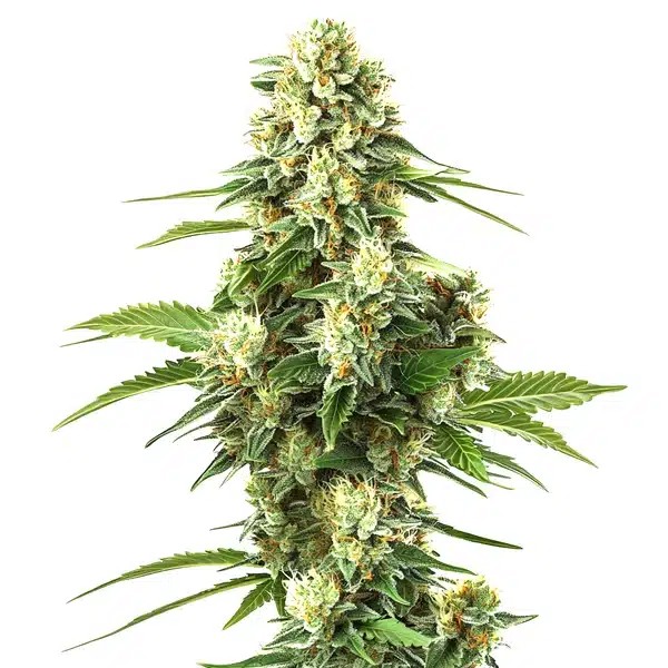 Lemon Kush F1-image