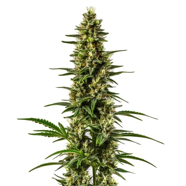 Lemon OG-image