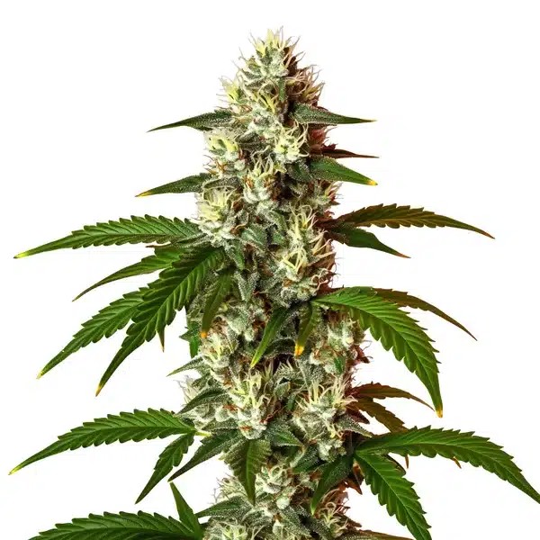 Lemon OG Fast Version-image