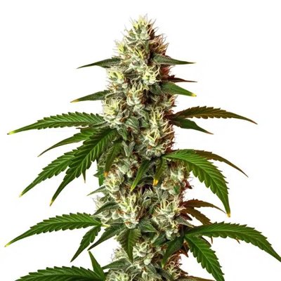 Lemon OG Fast Version