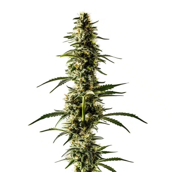 Lemon Skunk-image