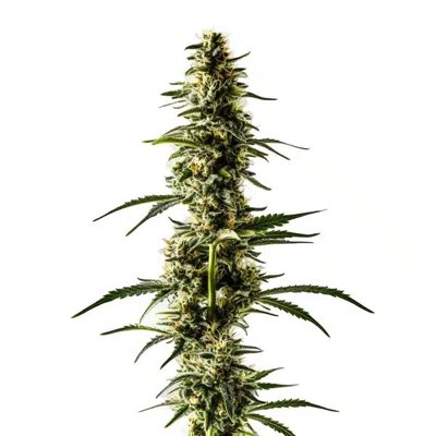 Lemon Skunk