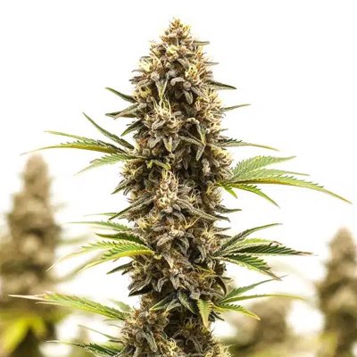 Lemon Star