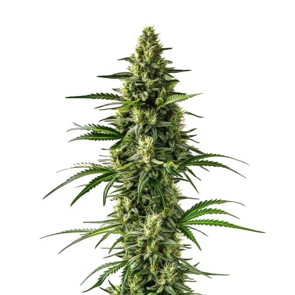 Lemon Tree-image