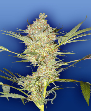 the-real-mccoy-image