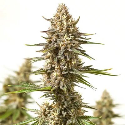 Lyly Sour x Blue OG