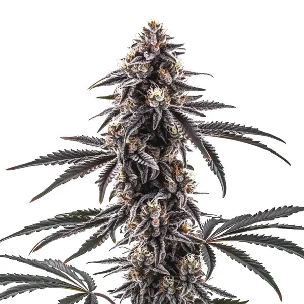 MAC1 Regular-image