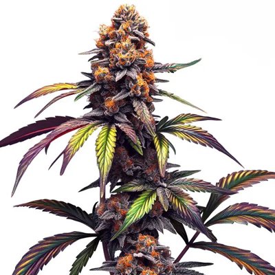 Mamba Negra CBG