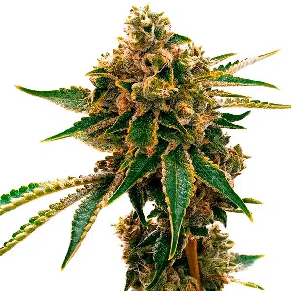 Mango Kush-image