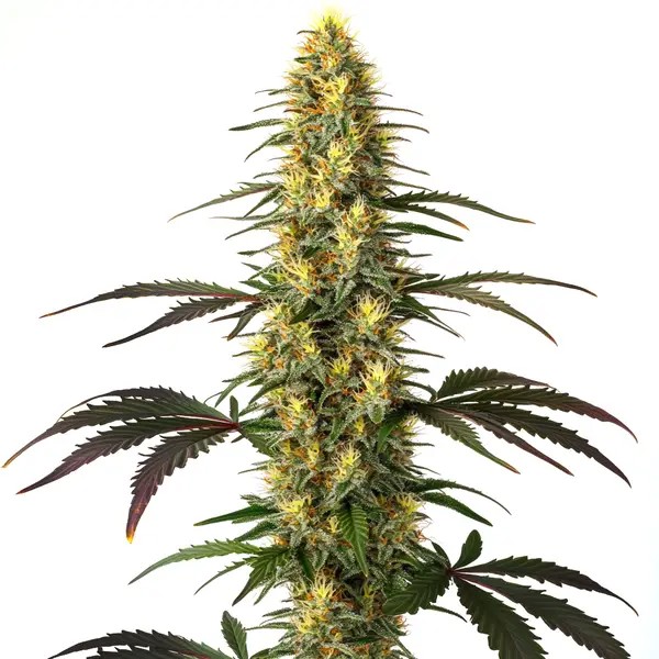 Master Kush-image