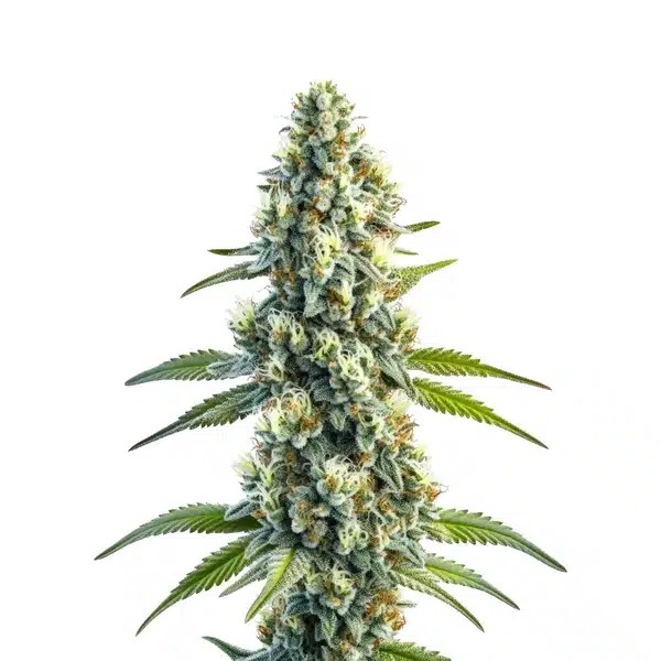 Master Kush Regular-image