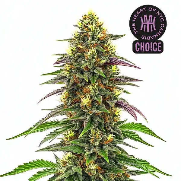 Maui Waui HMC Edition-image